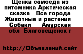 Щенки самоеда из питомника Арктическая сказка - Все города Животные и растения » Собаки   . Амурская обл.,Благовещенск г.